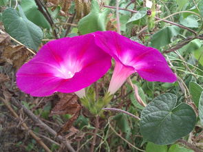 牵牛花种子采收攻略：从花朵到种子的全过程