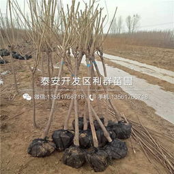 八角树苗适应在南方温暖湿润地区种植