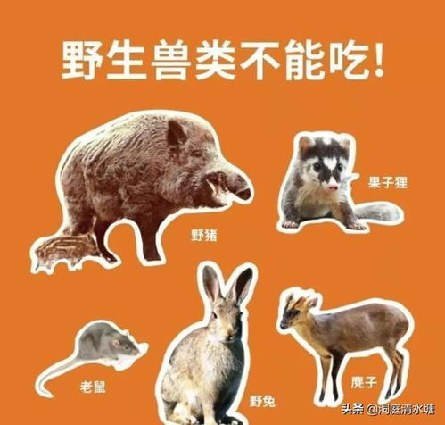 我国法律禁止私人饲养鳄鱼，违反规定属违法行为