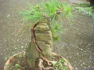 柏树木材铺地价格大揭秘