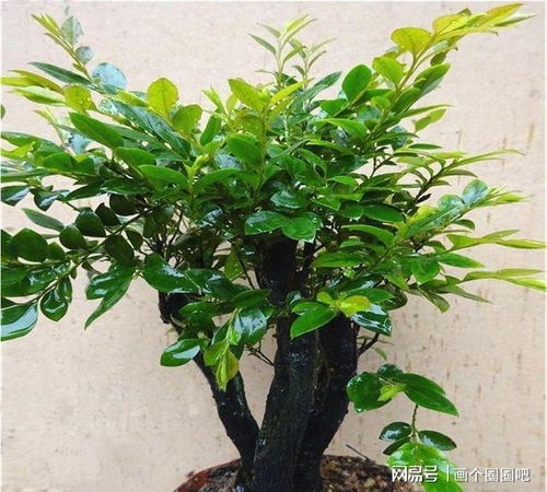 小叶紫檀树能在家里养吗？养护技巧你掌握了吗