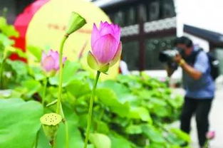 荷花摘下来还嫩绽放吗？揭秘荷花保鲜的小秘密