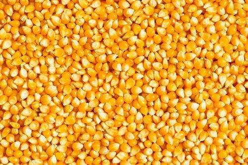 豆粕玉米期现货行情分析20260518，豆粕价格与玉米价格对比有何变化？