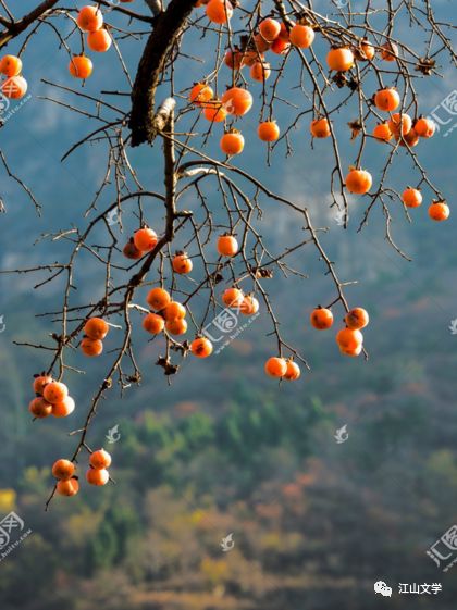 柿子树老掉果，影响产量
