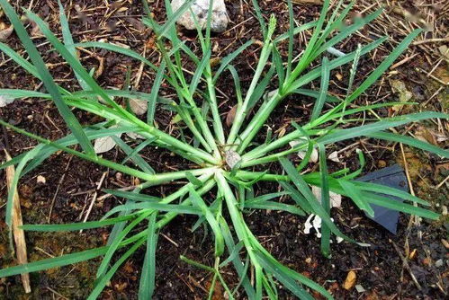 牛筋草：根系发达， 稳固土壤