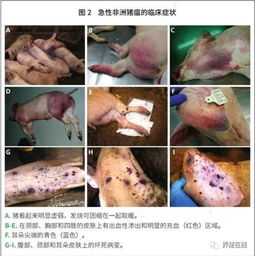 非洲猪瘟育肥猪症状：发热、厌食