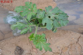 乙草胺漂移对周围作物有影响吗？