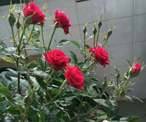 脱水后的月季，怎么办？