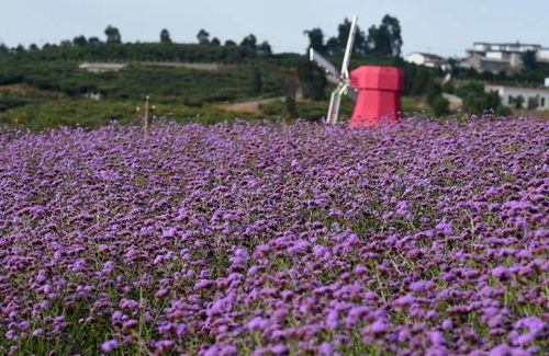 缓解焦虑的花 - 熏衣草
