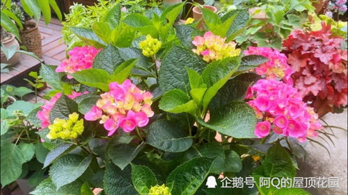 绣球花的阳台盛宴：矮小品种大盘点