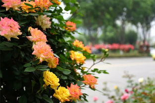 月季花如何绽放？花蕾何时绽放成花海