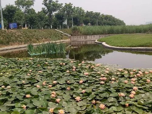 蒲草：水边的守护者