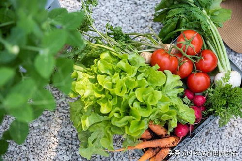 种植蔬菜时哪种有机肥料对提高产量和品质效果最好