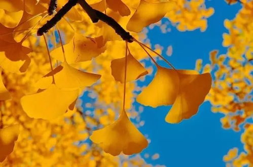 枫叶的美丽，不只是颜色