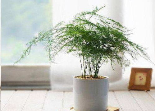 杀螨剂：守护植物的守护神