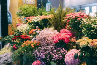 百色花卉盛宴，缤纷园艺新宠