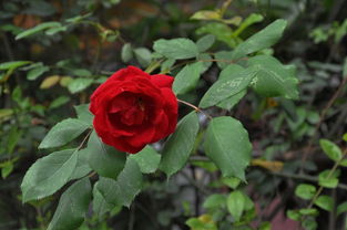 山茶花， 四季常开，美得不同凡响