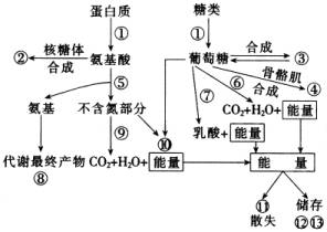 农业养殖中，新陈代谢指动植物体内物质和能量转换过程