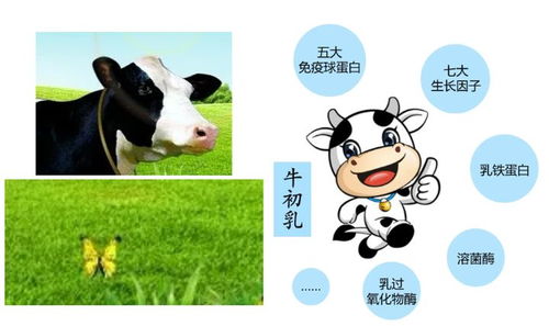 保护牛儿，人人有责