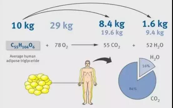 糖链技术锁猪精子活力，体外受精效率提升新路径