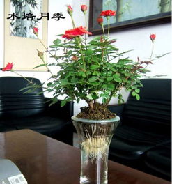 水培紫竹如何选择合适的容器？容器大小对紫竹生长有何影响