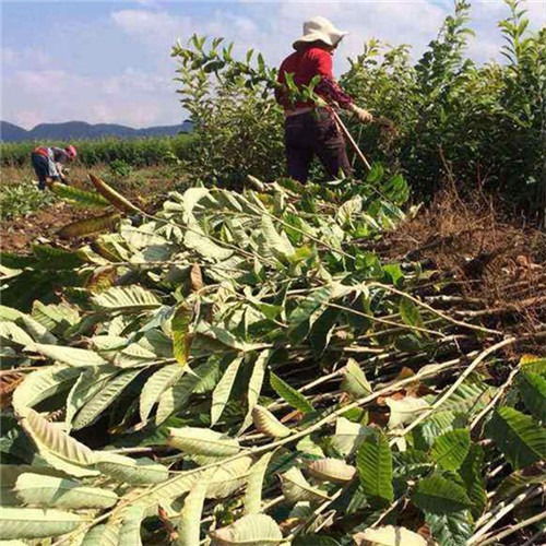 栗子树，山里长出的宝贝！