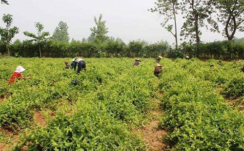 金银花种植，除草剂选择大揭秘！