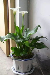 绿色花朵的适应性对比