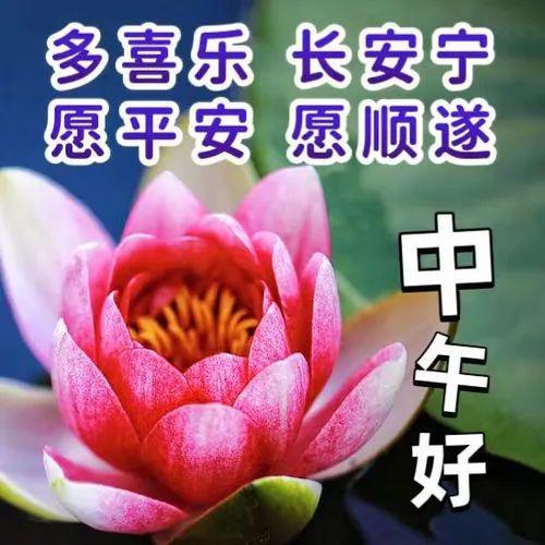 朋友圈的花语人生