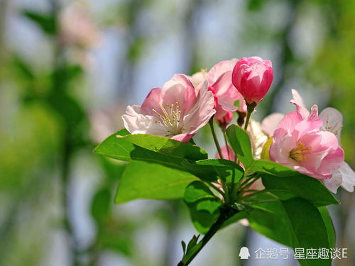 海棠花含有毒素吗？
