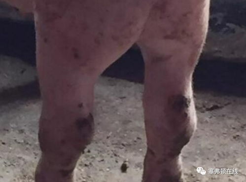 阅读此文，如何精准识别育肥猪急性死亡病因并有效防控