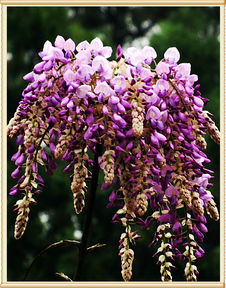 紫藤花的开花季节