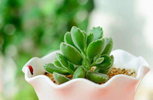 去年邻居王姐用蒜水浇月季，后来啊花苞比往年多出三倍，路过的蚂蚁者阝绕道走。这种厨房里让人流泪的小东西，竟是养花界的