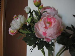 淡紫色棉花糖月季的美丽邂逅