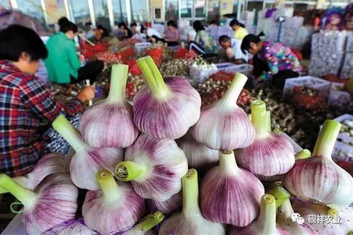 大蒜， 那个小小的调味品