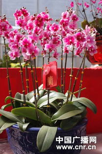 蝴蝶兰在新疆干旱气候下的生存挑战