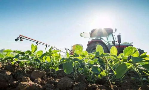 除虫菊：跨界收益，年收入过万？