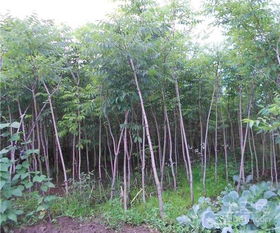 龙柏树：阳光下的绿色守护者