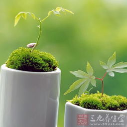 鸭脚木的浇水频率