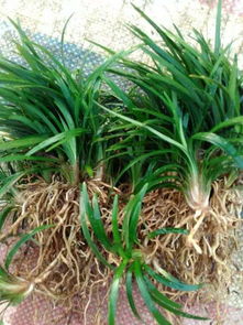 玉龙草的养护细节