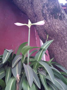 这些植物，你见过吗？