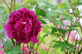 经典花卉：牡丹与杜鹃