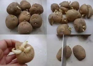 马铃薯种子如何发芽并形成完整的生长过程？