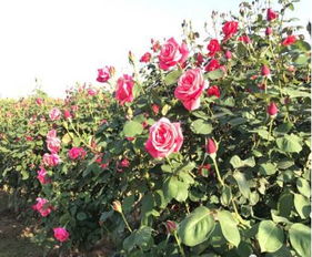 白龟湖公园的美丽花季