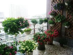 藤蔓植物， 要精心打理