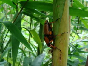 沙朴的独特之处：那些让人惊叹的奇观