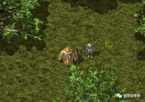 那片神秘森林的传说