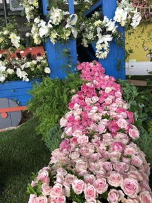 月季的花瓣颜色之谜