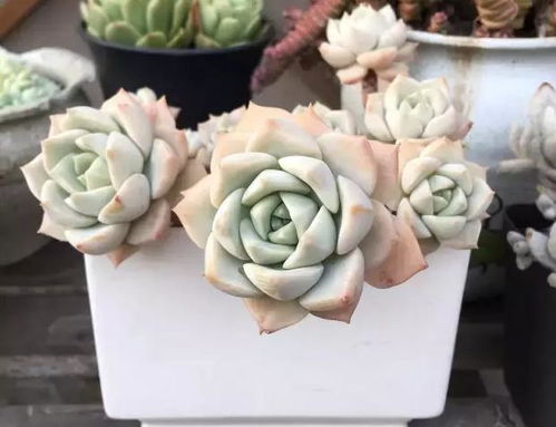 三、 夏日里的白牡丹，如何保持美丽状态