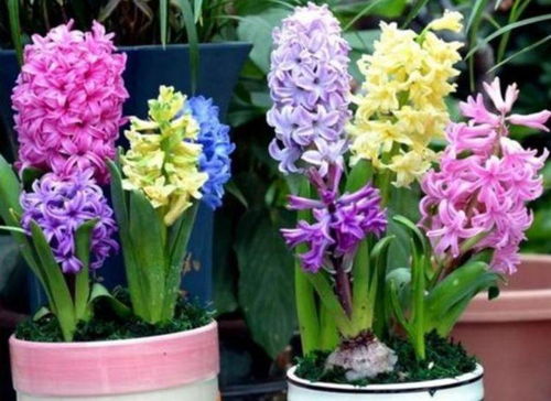如何科学养护石蒜，才能使其在生长季节开花数量更多